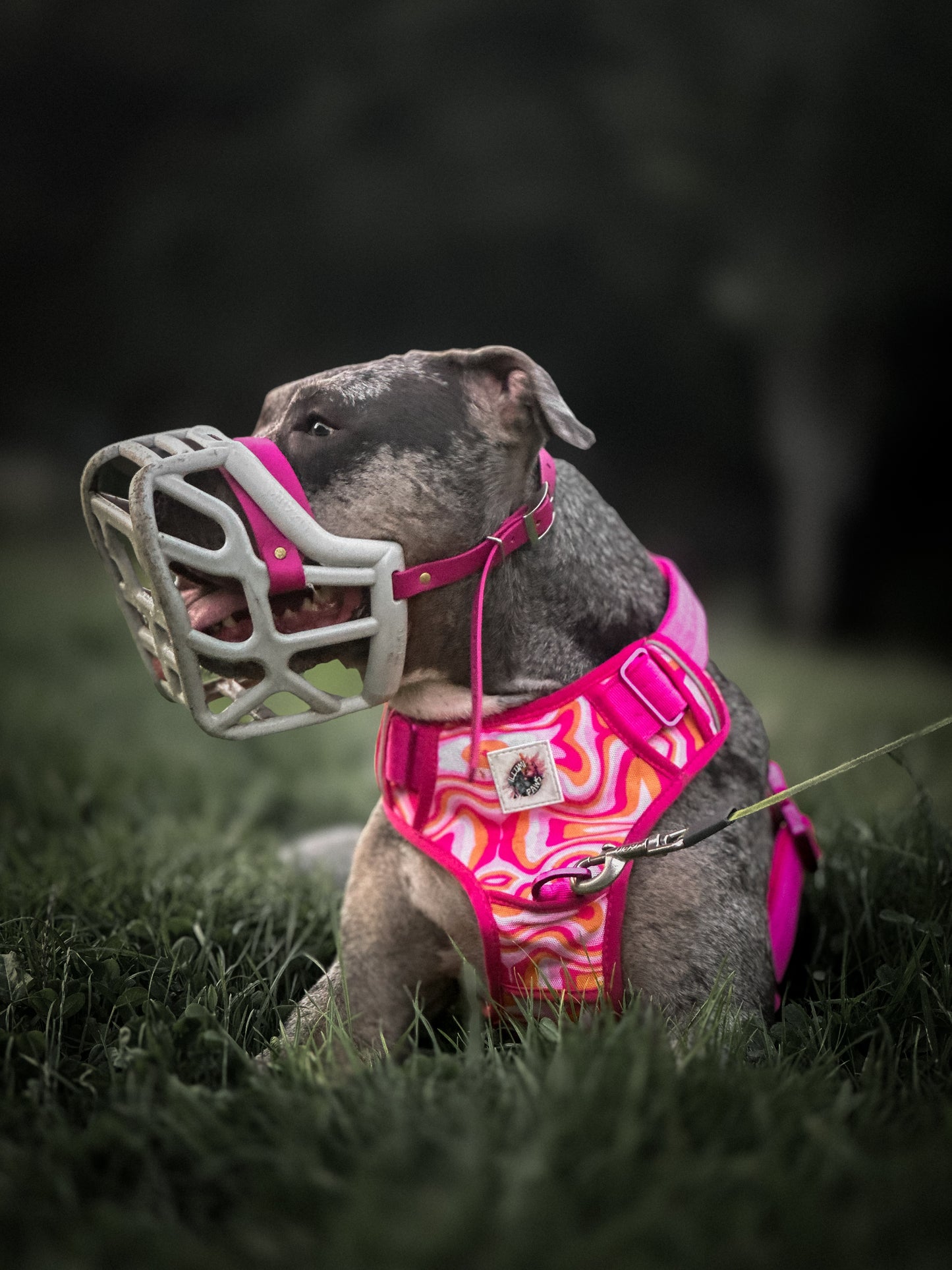 Aviation Harness in SUGAR RUSH🍭🩷