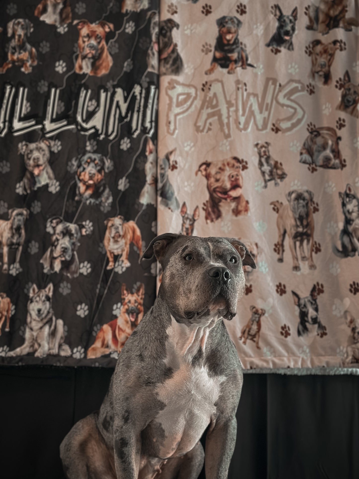 Bully & Friends Sherpa Blankies🐾🖤🤍