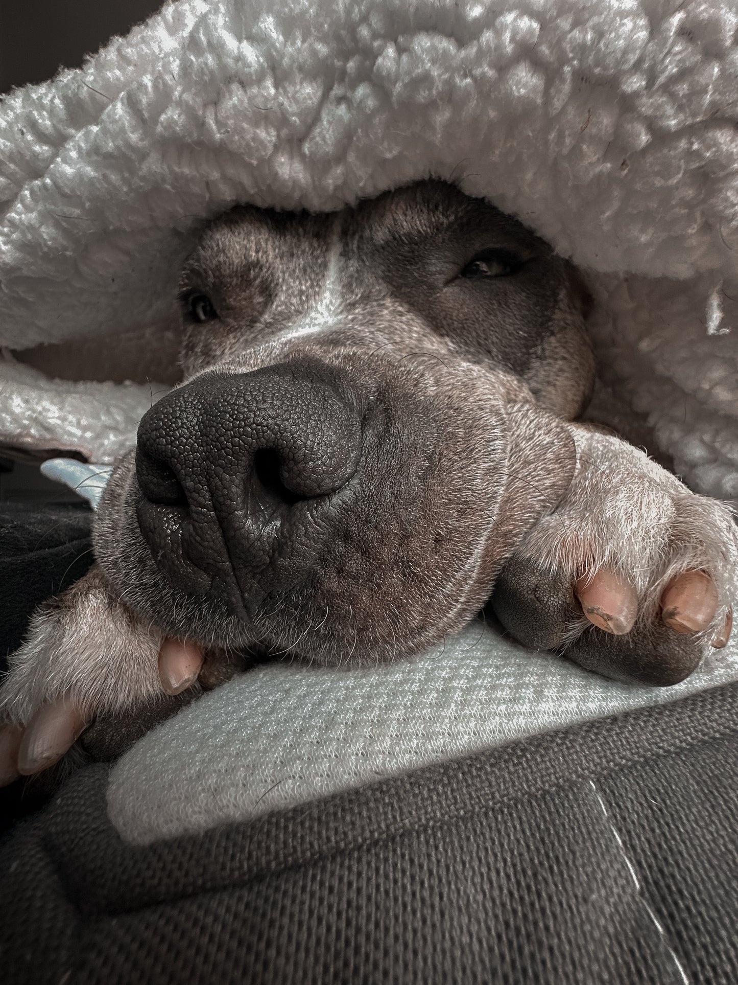 Bully & Friends Sherpa Blankies🐾🖤🤍