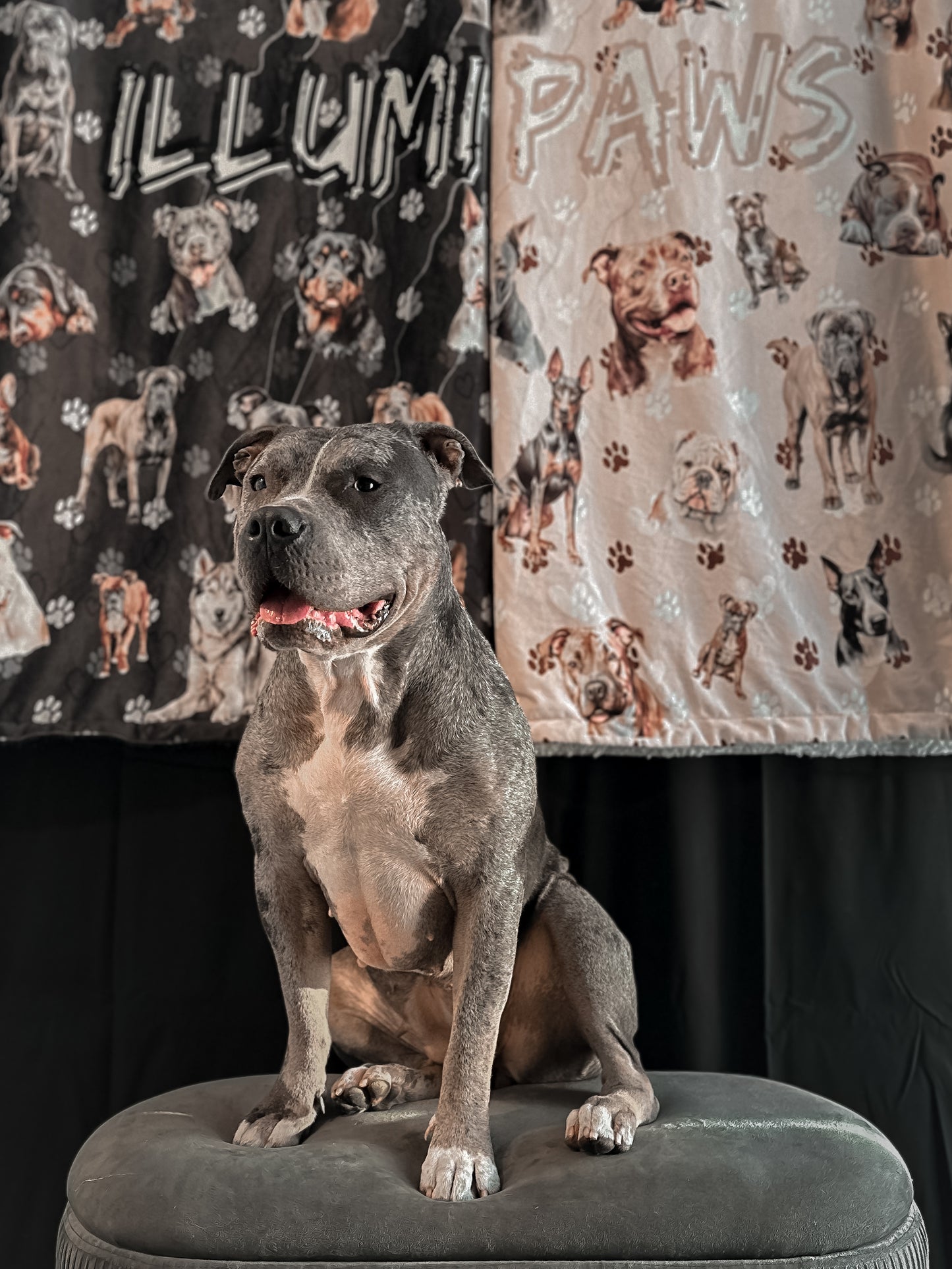 Bully & Friends Sherpa Blankies🐾🖤🤍