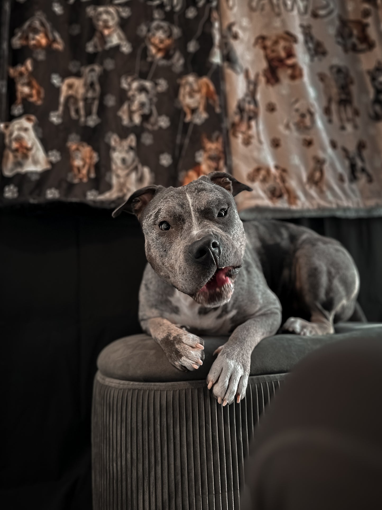 Bully & Friends Sherpa Blankies🐾🖤🤍