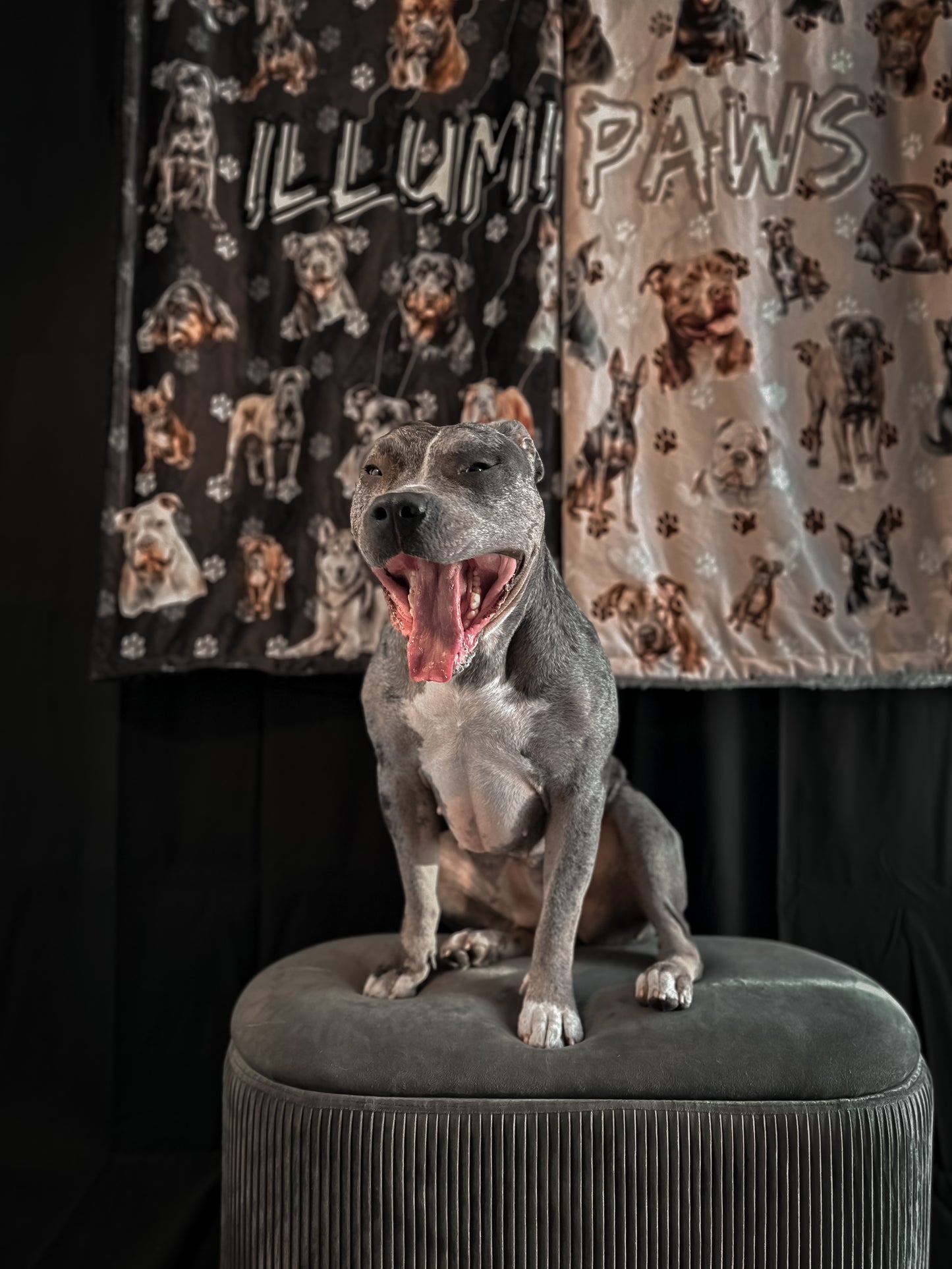 Bully & Friends Sherpa Blankies🐾🖤🤍